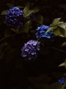 Preview wallpaper hydrangea, flowers, inflorescences, blue, flowering