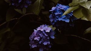 Preview wallpaper hydrangea, flowers, inflorescences, blue, flowering