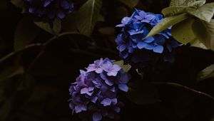 Preview wallpaper hydrangea, flowers, inflorescences, blue, flowering