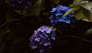 Preview wallpaper hydrangea, flowers, inflorescences, blue, flowering