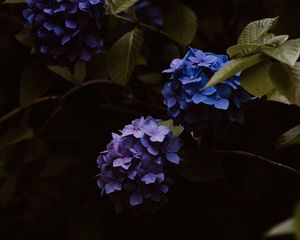 Preview wallpaper hydrangea, flowers, inflorescences, blue, flowering