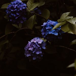 Preview wallpaper hydrangea, flowers, inflorescences, blue, flowering