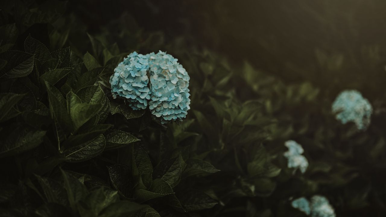 Wallpaper hydrangea, flowers, inflorescences, blue, bush, plant