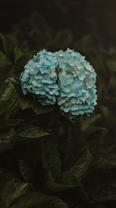 Preview wallpaper hydrangea, flowers, inflorescences, blue, bush, plant