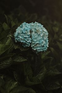 Preview wallpaper hydrangea, flowers, inflorescences, blue, bush, plant