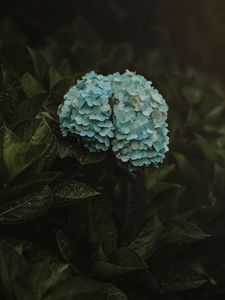 Preview wallpaper hydrangea, flowers, inflorescences, blue, bush, plant