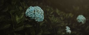 Preview wallpaper hydrangea, flowers, inflorescences, blue, bush, plant