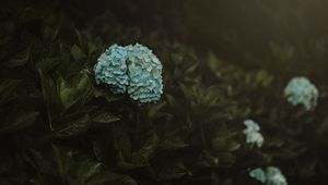 Preview wallpaper hydrangea, flowers, inflorescences, blue, bush, plant