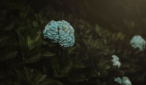 Preview wallpaper hydrangea, flowers, inflorescences, blue, bush, plant