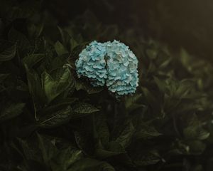 Preview wallpaper hydrangea, flowers, inflorescences, blue, bush, plant