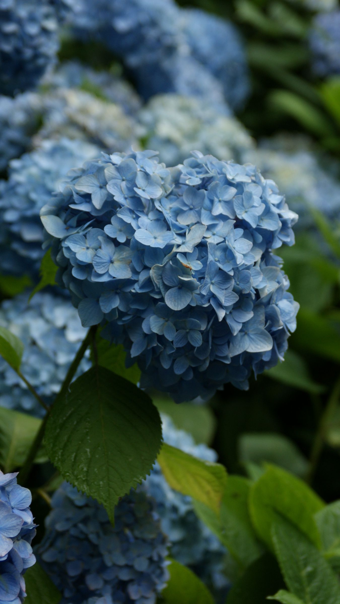 Download wallpaper 1350x2400 hydrangea, flowers, inflorescences, leaves