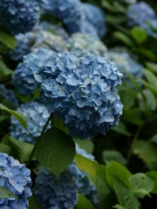 Preview wallpaper hydrangea, flowers, inflorescences, leaves