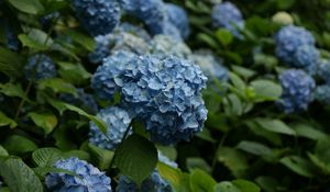 Preview wallpaper hydrangea, flowers, inflorescences, leaves