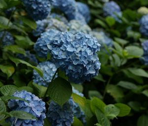 Preview wallpaper hydrangea, flowers, inflorescences, leaves