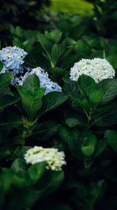 Preview wallpaper hydrangea, flowers, leaves, bushes