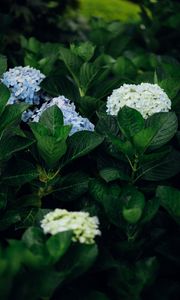 Preview wallpaper hydrangea, flowers, leaves, bushes