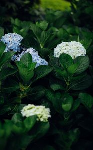 Preview wallpaper hydrangea, flowers, leaves, bushes