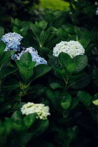 Preview wallpaper hydrangea, flowers, leaves, bushes