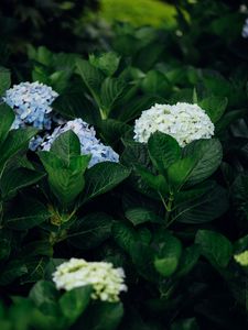 Preview wallpaper hydrangea, flowers, leaves, bushes