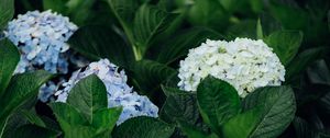 Preview wallpaper hydrangea, flowers, leaves, bushes