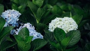 Preview wallpaper hydrangea, flowers, leaves, bushes