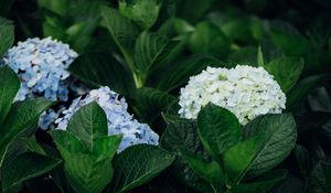 Preview wallpaper hydrangea, flowers, leaves, bushes