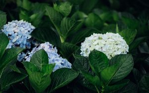 Preview wallpaper hydrangea, flowers, leaves, bushes