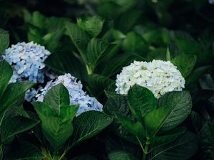 Preview wallpaper hydrangea, flowers, leaves, bushes