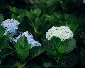 Preview wallpaper hydrangea, flowers, leaves, bushes