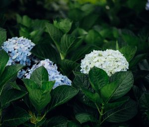 Preview wallpaper hydrangea, flowers, leaves, bushes