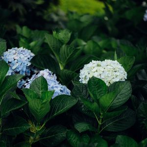 Preview wallpaper hydrangea, flowers, leaves, bushes