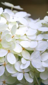 Preview wallpaper hydrangea, flowers, macro, blur, white