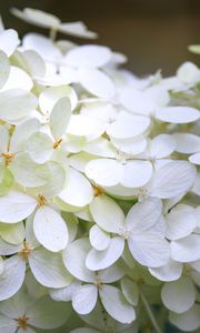 Preview wallpaper hydrangea, flowers, macro, blur, white