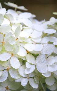 Preview wallpaper hydrangea, flowers, macro, blur, white