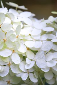 Preview wallpaper hydrangea, flowers, macro, blur, white
