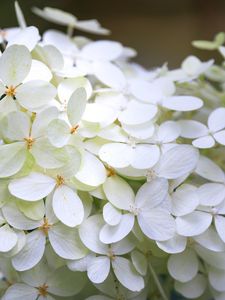 Preview wallpaper hydrangea, flowers, macro, blur, white