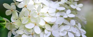 Preview wallpaper hydrangea, flowers, macro, blur, white