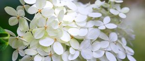 Preview wallpaper hydrangea, flowers, macro, blur, white