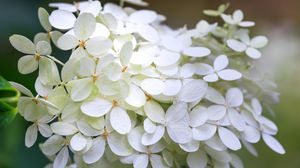 Preview wallpaper hydrangea, flowers, macro, blur, white