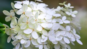 Preview wallpaper hydrangea, flowers, macro, blur, white