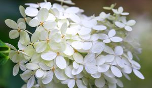 Preview wallpaper hydrangea, flowers, macro, blur, white