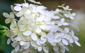 Preview wallpaper hydrangea, flowers, macro, blur, white