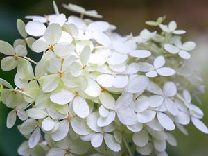 Preview wallpaper hydrangea, flowers, macro, blur, white