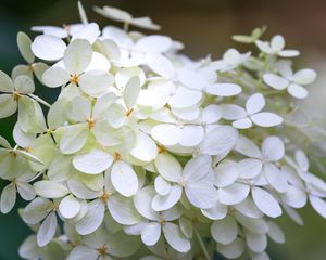 Preview wallpaper hydrangea, flowers, macro, blur, white