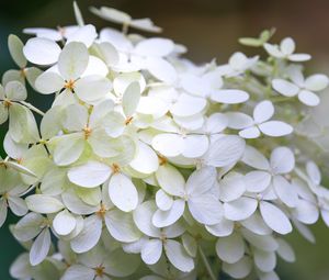 Preview wallpaper hydrangea, flowers, macro, blur, white