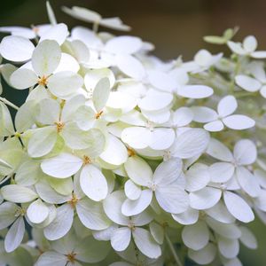 Preview wallpaper hydrangea, flowers, macro, blur, white