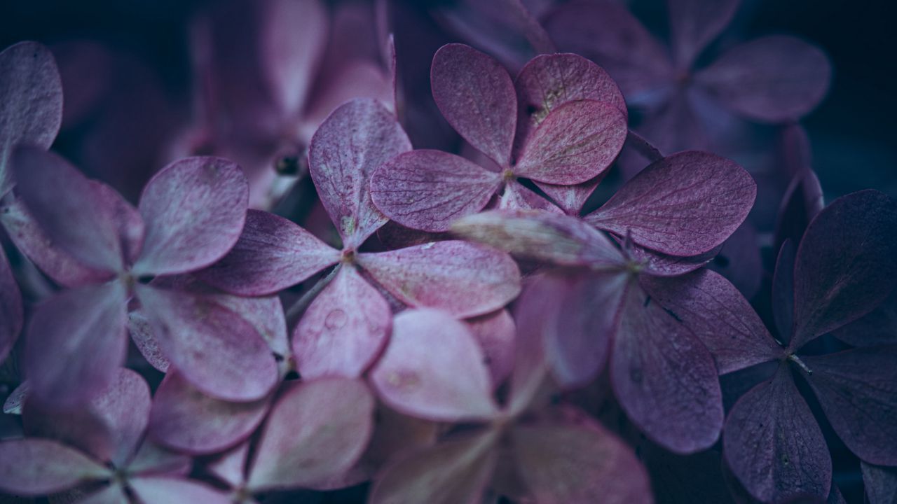 Wallpaper hydrangea, flowers, macro, petals, purple hd, picture, image