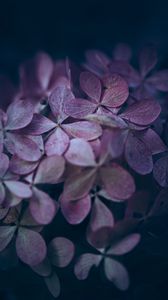 Preview wallpaper hydrangea, flowers, macro, petals, purple