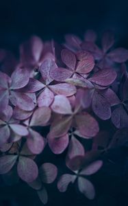 Preview wallpaper hydrangea, flowers, macro, petals, purple