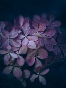 Preview wallpaper hydrangea, flowers, macro, petals, purple